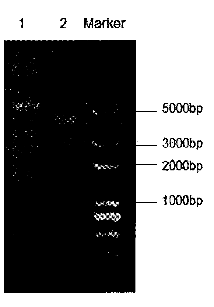 Immune protective antigen of haemophilus parasuis