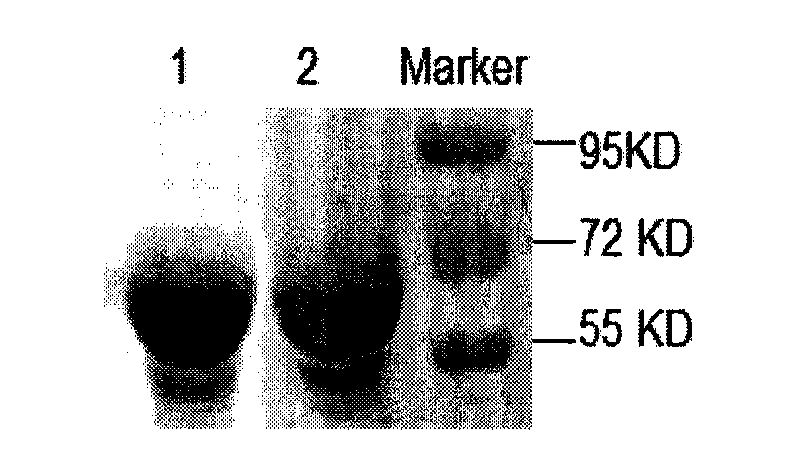 Immune protective antigen of haemophilus parasuis