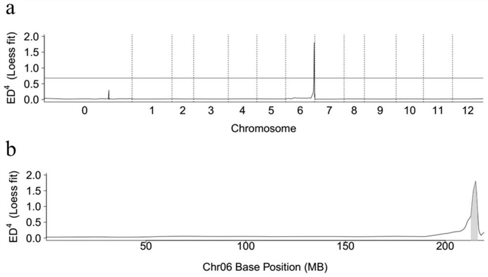 A molecular marker closely linked to the pepper cytoplasmic male sterility restorer gene and its obtaining method and application