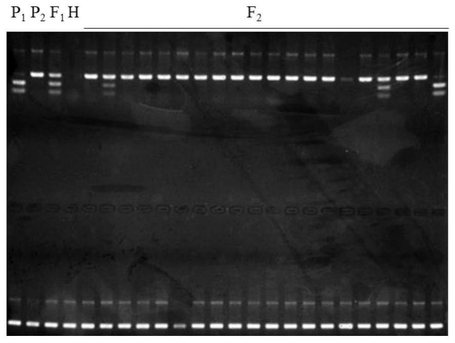 A molecular marker closely linked to the pepper cytoplasmic male sterility restorer gene and its obtaining method and application