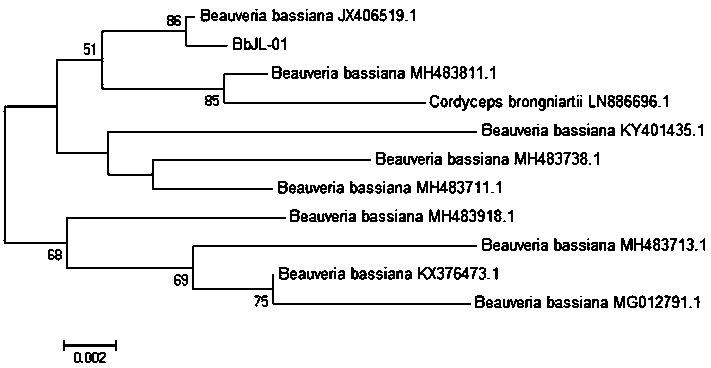 Beauveria bassiana BbJL-01 with strong pathogenicity on final instar larvas of dendrolimus houi lajonquiere