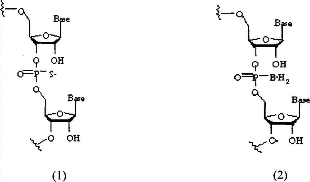 Small interference RNAs for human GSK-3beta gene and application thereof