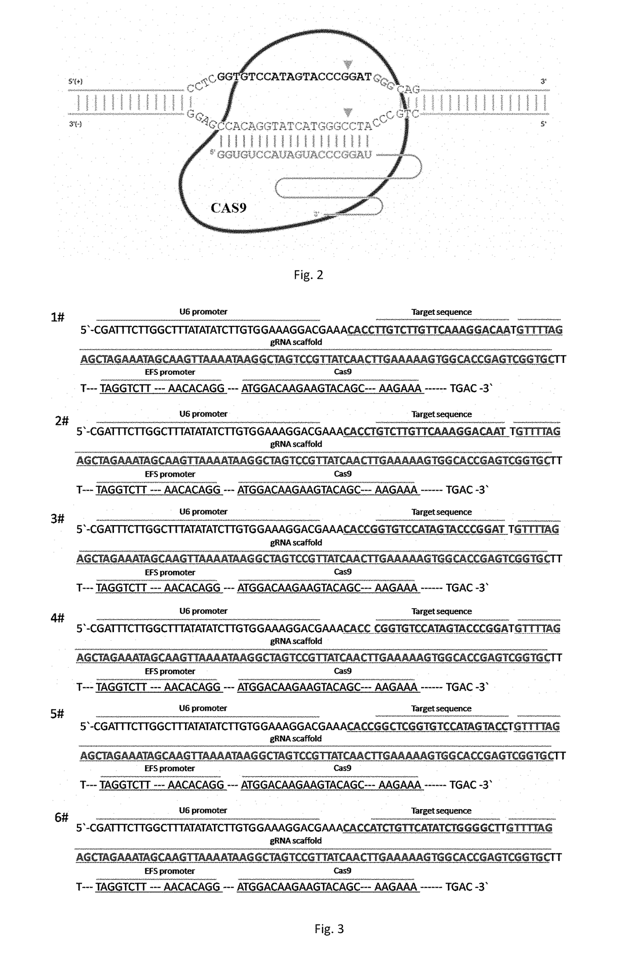 sgRNA and knockout method of human RSPO2 gene targeted with CRISPR-Cas9 specificity and application thereof