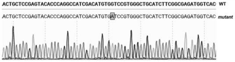 Zm0001d024568 gene and application of encoding protein thereof in corn drought stress resistance