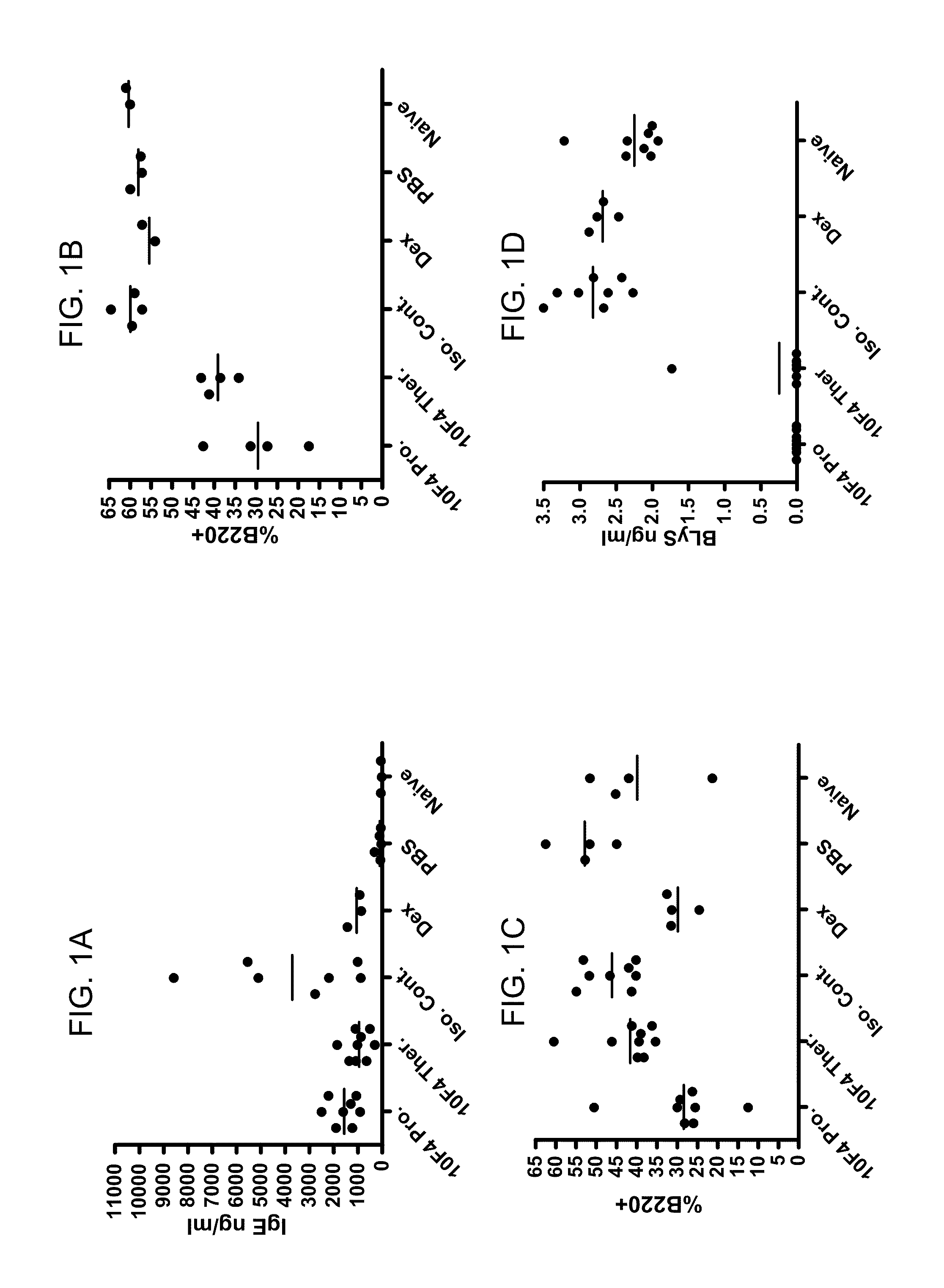 Use of b lymphocyte stimulator protein antagonists to treat asthma and other allergic and inflammatory conditions of the respiratory system