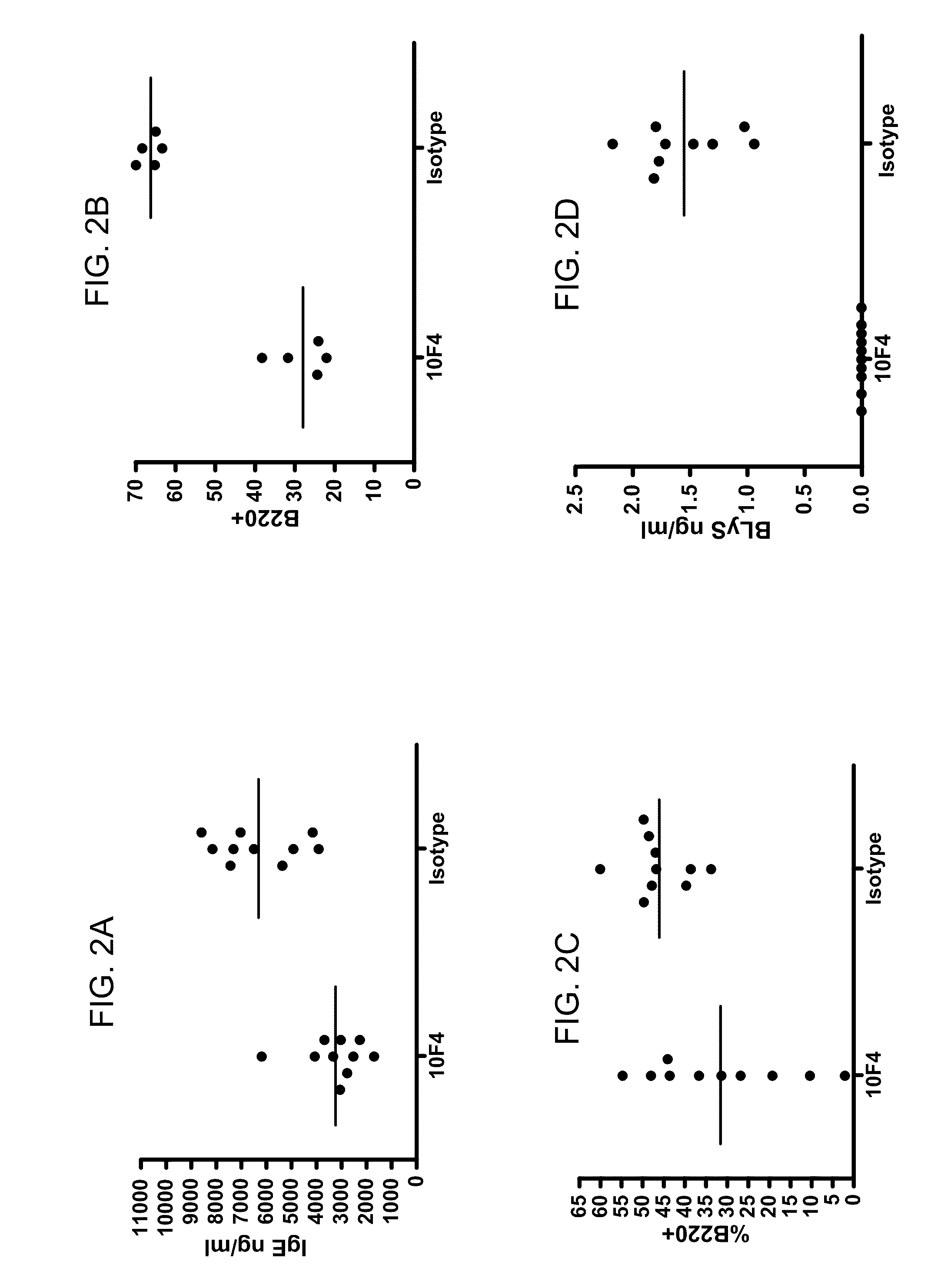 Use of b lymphocyte stimulator protein antagonists to treat asthma and other allergic and inflammatory conditions of the respiratory system