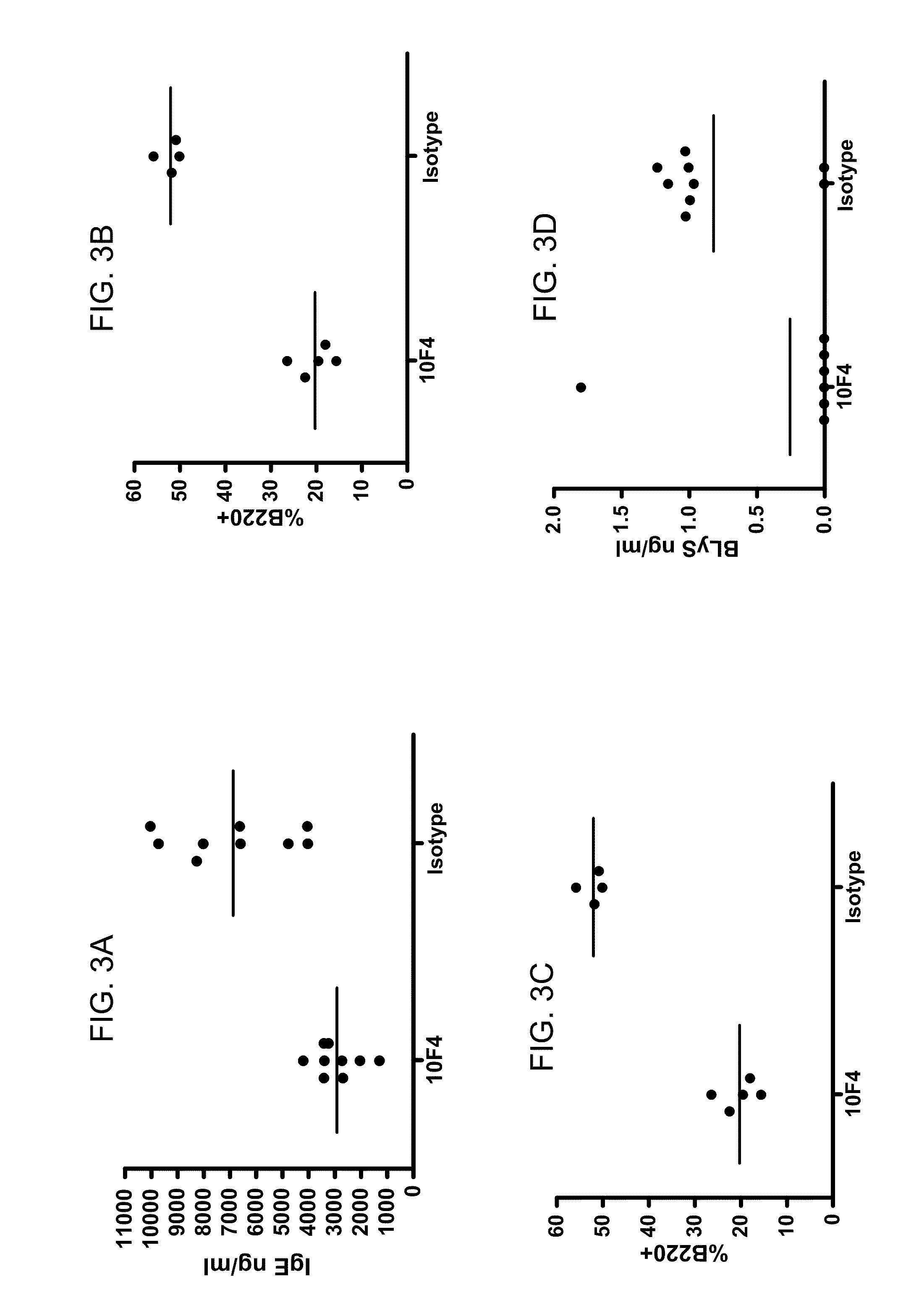 Use of b lymphocyte stimulator protein antagonists to treat asthma and other allergic and inflammatory conditions of the respiratory system