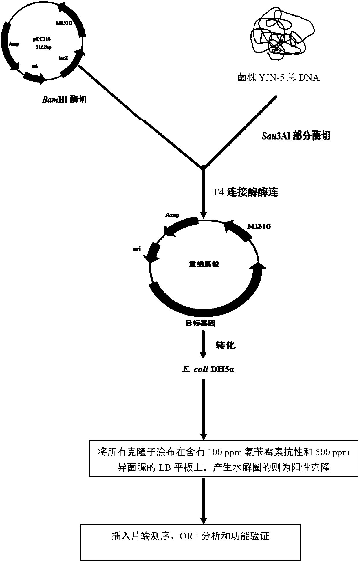 Iprodione-degrading bacteria, degrading enzyme IpaH, encoding gene ipaH of degrading enzyme IpaH and application of iprodione-degrading bacteria, degrading enzyme IpaH and encoding gene ipaH