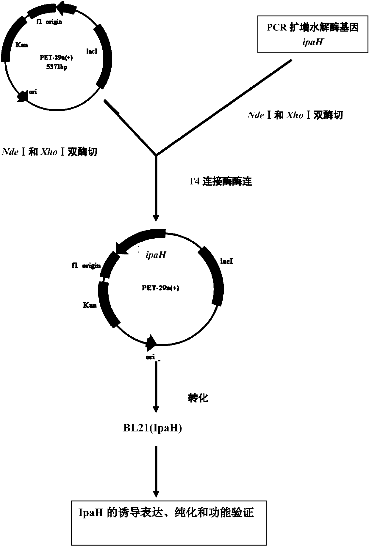 Iprodione-degrading bacteria, degrading enzyme IpaH, encoding gene ipaH of degrading enzyme IpaH and application of iprodione-degrading bacteria, degrading enzyme IpaH and encoding gene ipaH