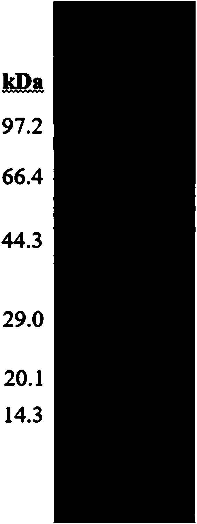 Iprodione-degrading bacteria, degrading enzyme IpaH, encoding gene ipaH of degrading enzyme IpaH and application of iprodione-degrading bacteria, degrading enzyme IpaH and encoding gene ipaH