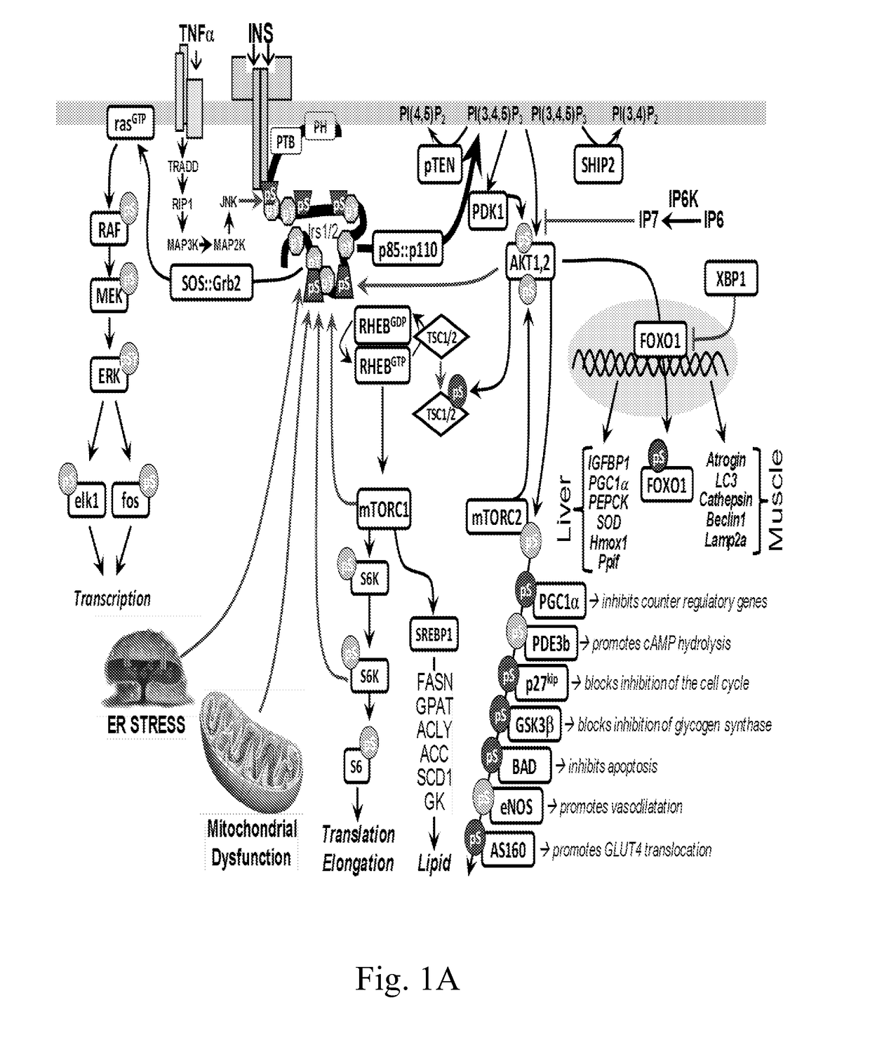 Plant extracts with Anti-diabetic and other useful activities