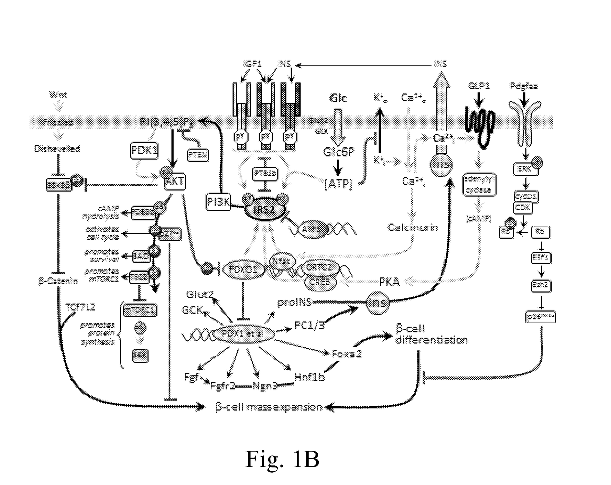 Plant extracts with Anti-diabetic and other useful activities