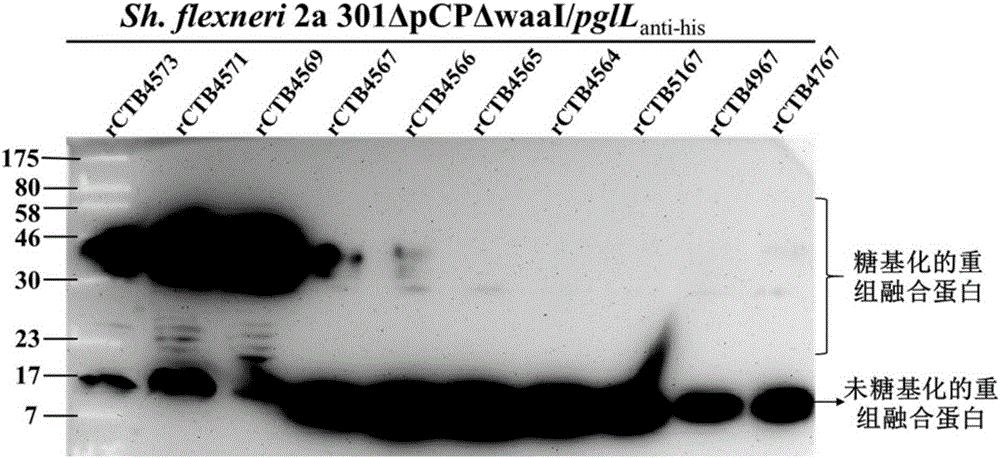 Carrier protein of bacterial polysaccharide conjugate vaccine and application thereof