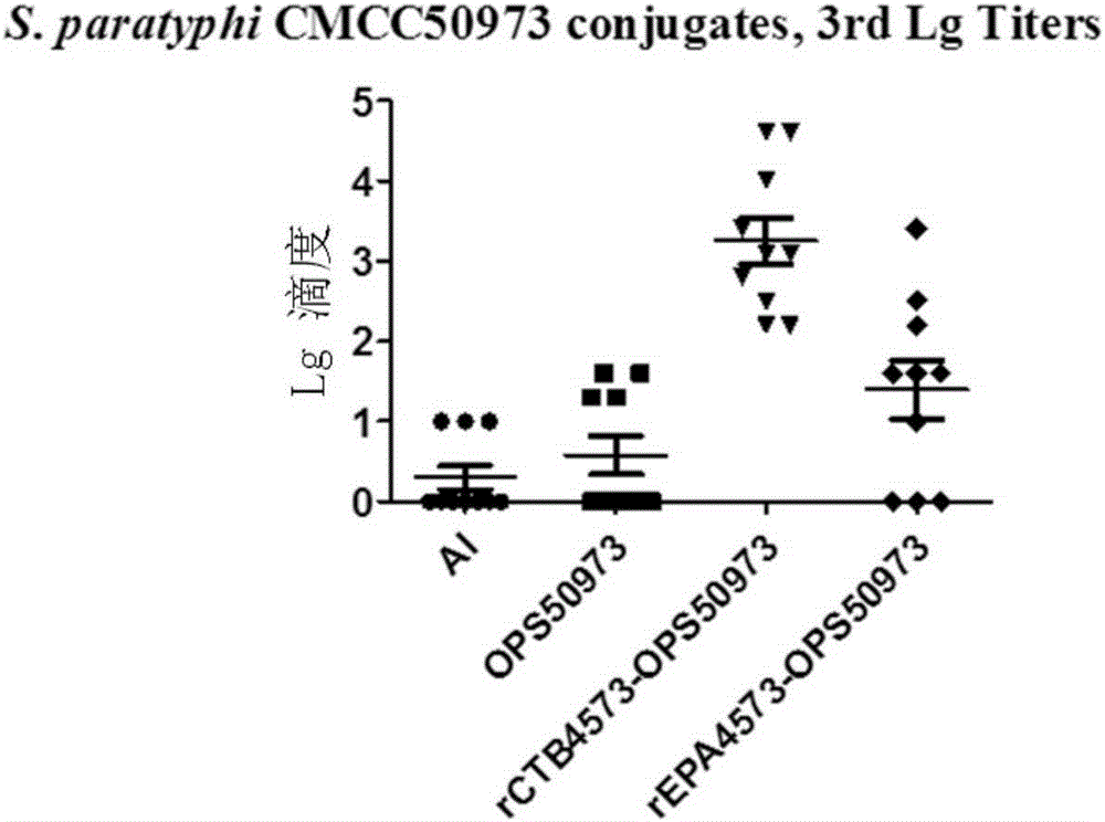 Carrier protein of bacterial polysaccharide conjugate vaccine and application thereof