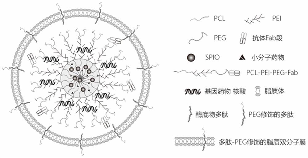 Nano immunoregulation medicine for regulating and controlling ratio of Treg/Th17 cells in focus microenvironment as well as preparation method and application of nano immunoregulation medicine