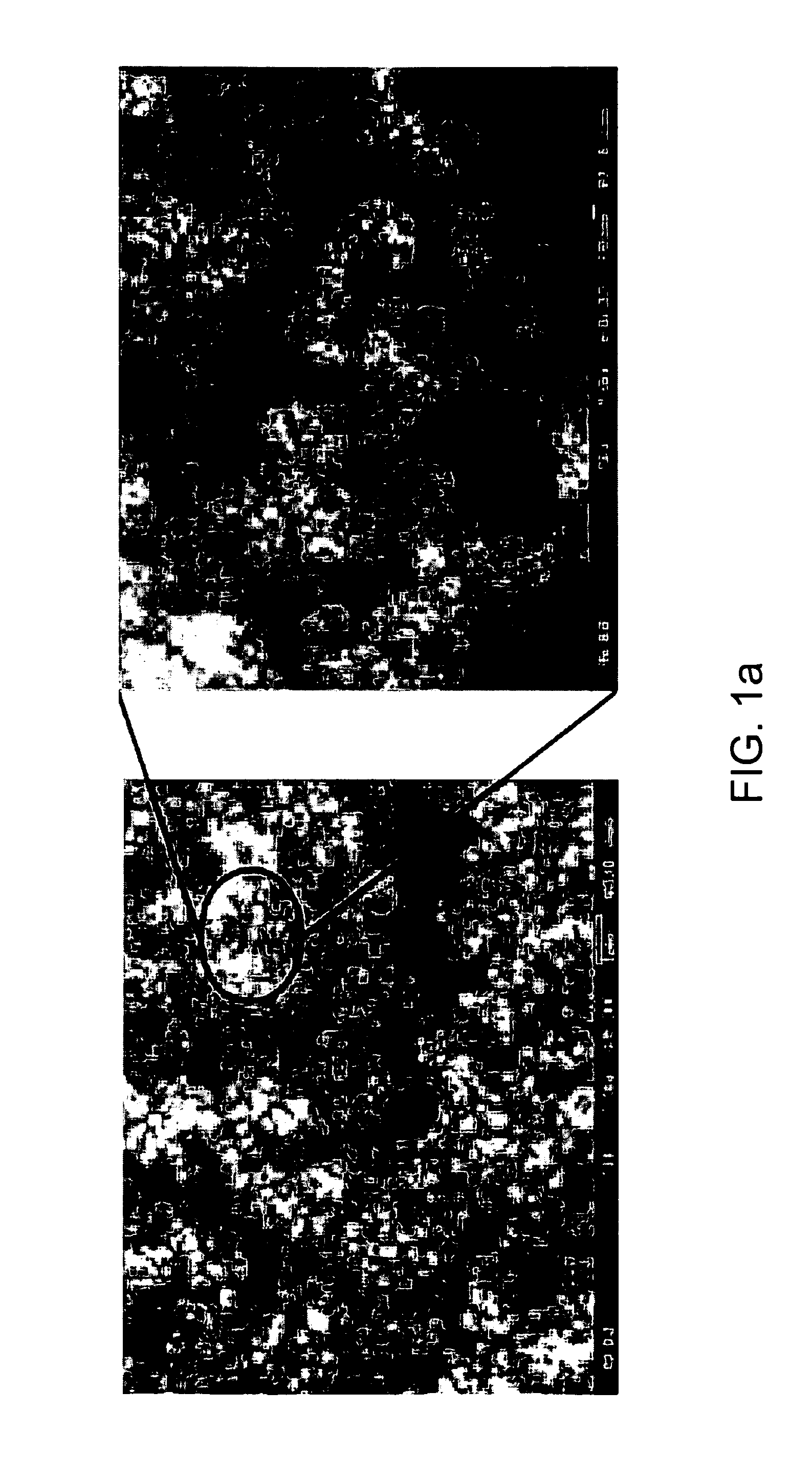 Method for the preparation of porous graphite carbon with high crystallinity using sucrose as a carbon precursor