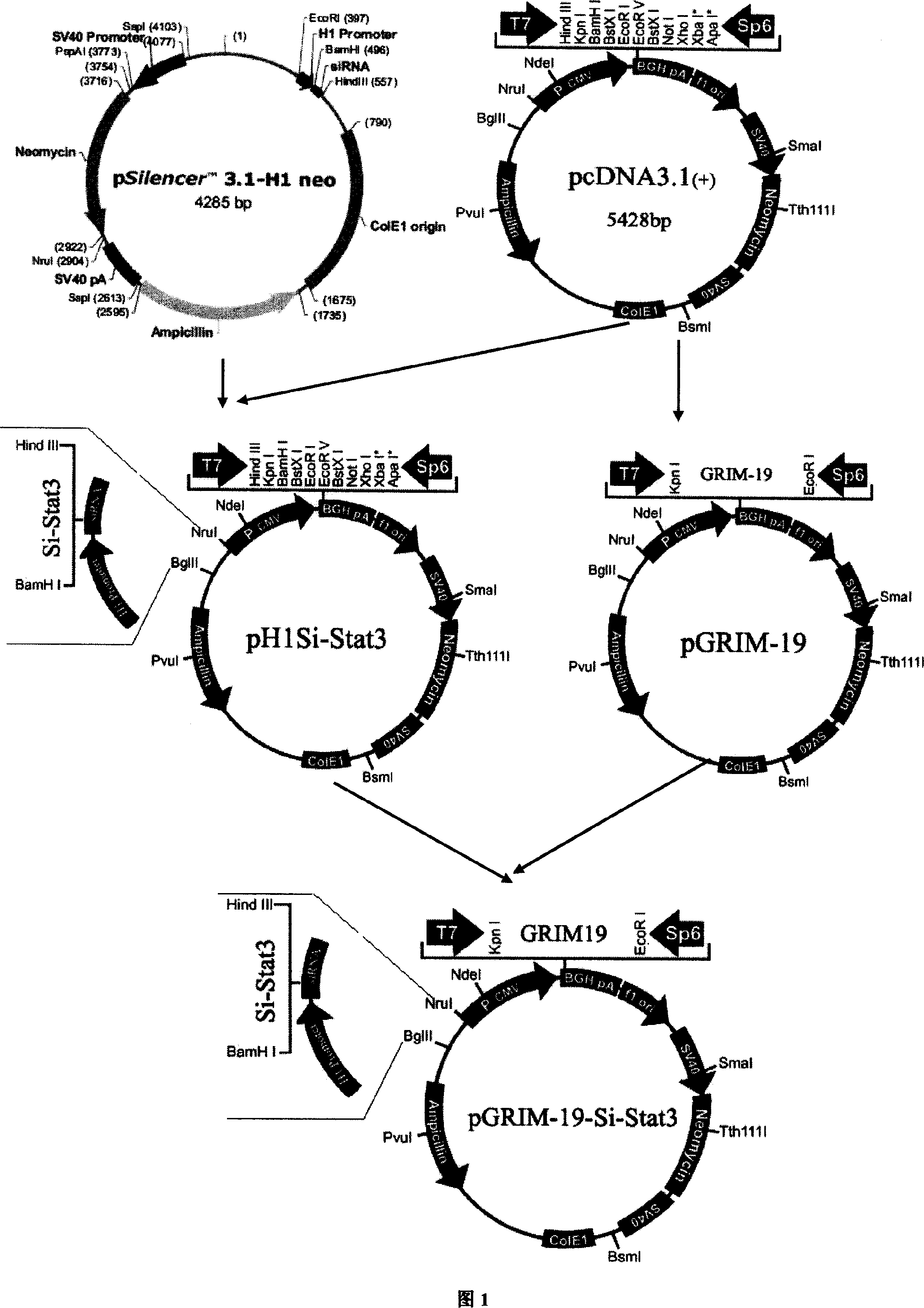 Attenuated salmonella transporting recombinant plasmid and its application in treating tumor