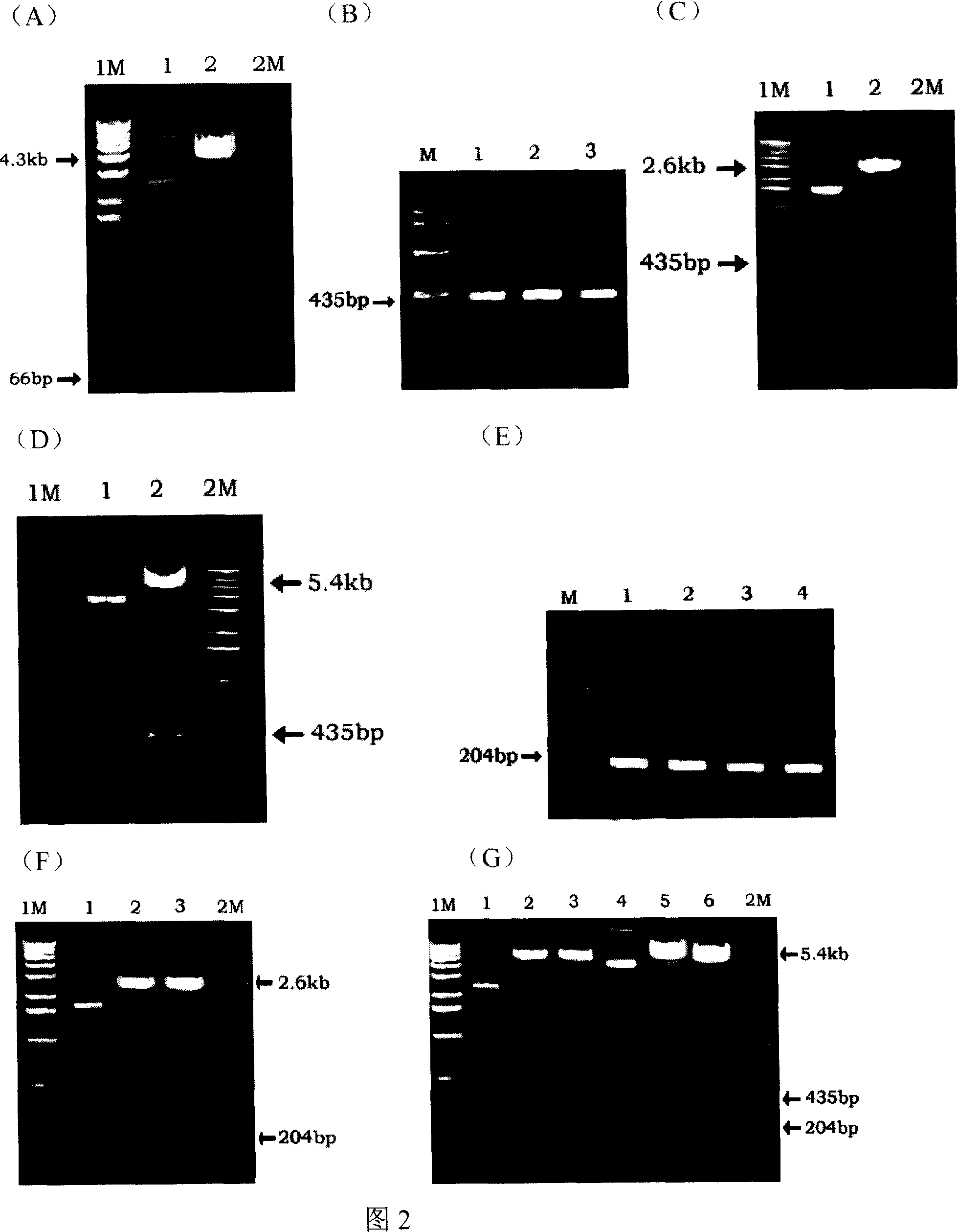 Attenuated salmonella transporting recombinant plasmid and its application in treating tumor