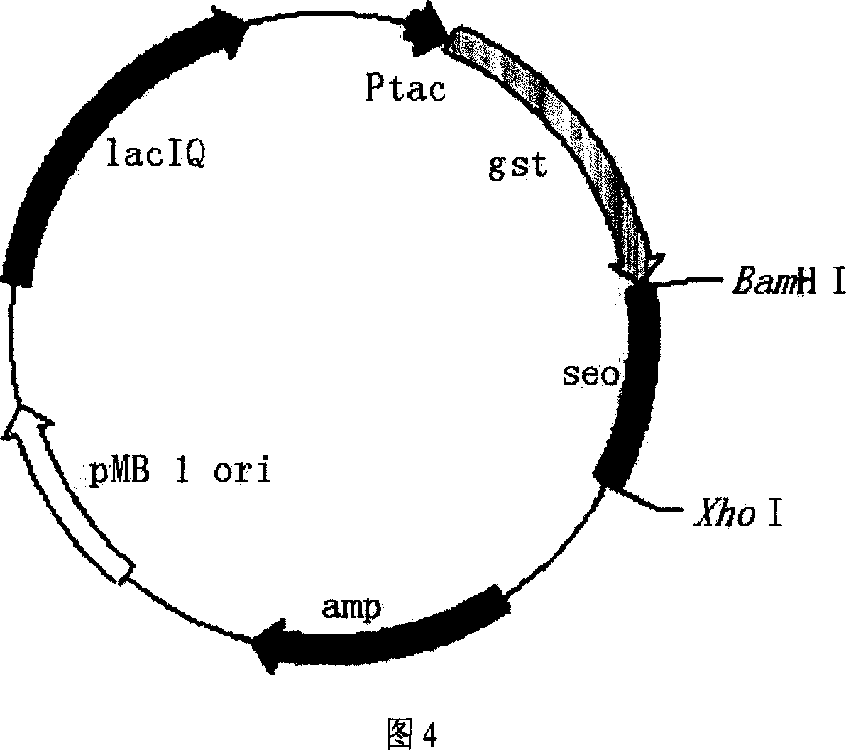 Prepn and application of recombinant staphylococcus aureus enterotoxin O