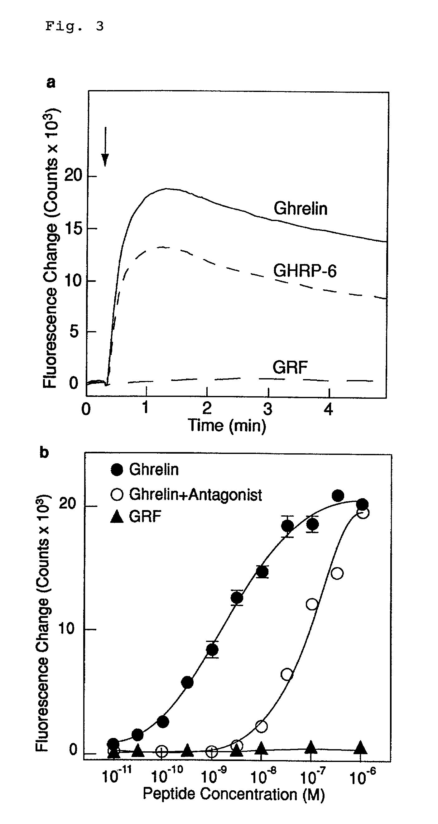 Modified ghrelin polypeptides