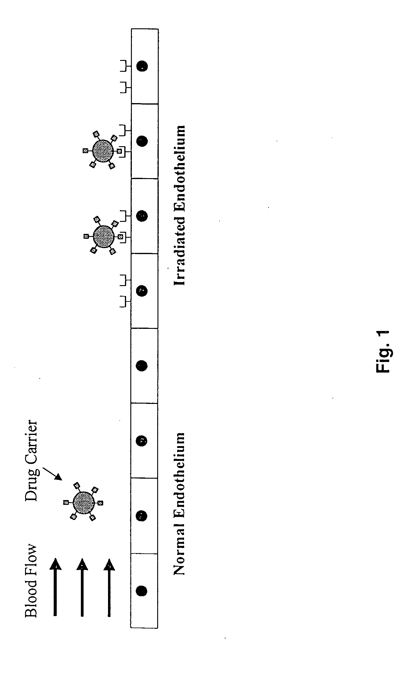 Targeting drug/gene carriers to irradiated tissue