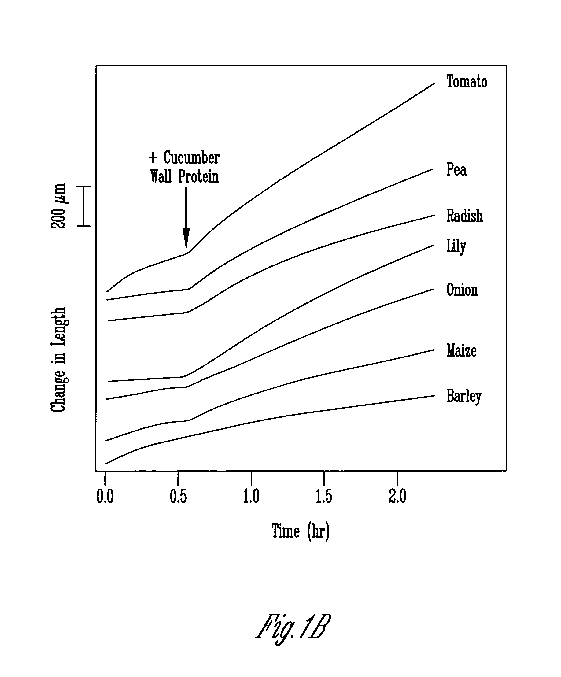 Purified plant expansin proteins and DNA encoding same