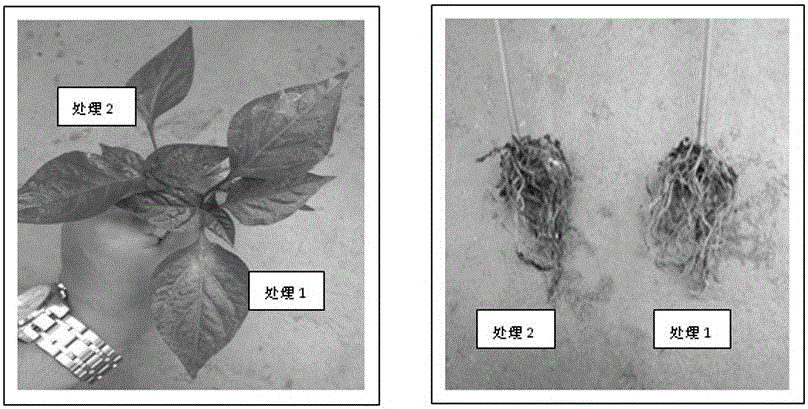 Novel microbial seedling medium and preparation method and application thereof