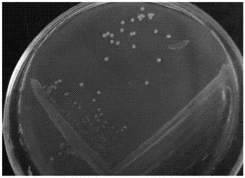 Pseudoalteromonas sp.BJ01 with antifungal activity