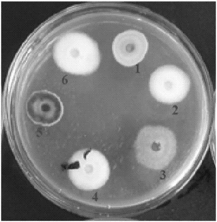 Pseudoalteromonas sp.BJ01 with antifungal activity