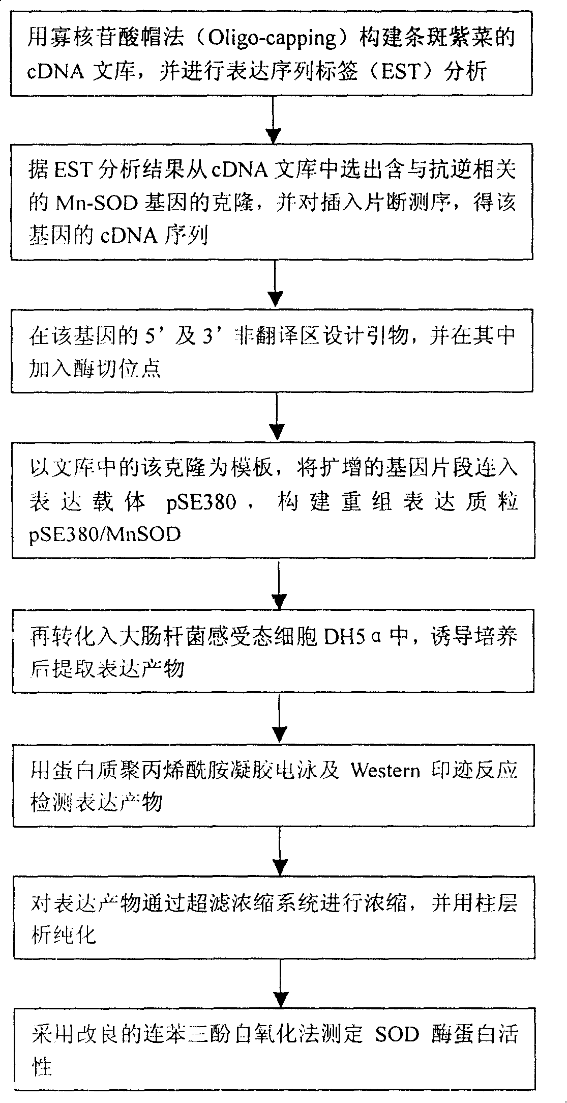 Porphyra yezoensis manganese superoxide dismutase and its preparation method