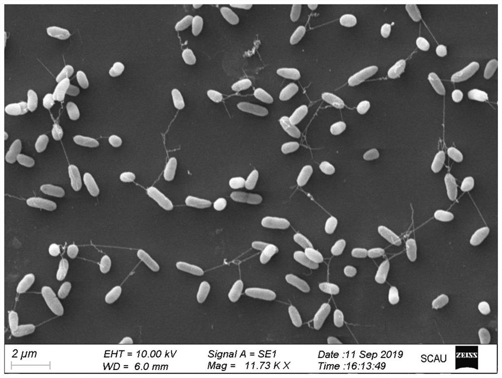 Pyrethroid insecticide degrading strain as well as microbial inoculum and degrading process thereof