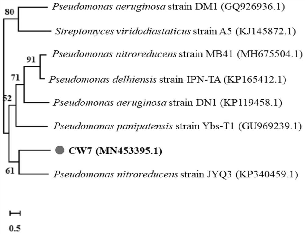 Pyrethroid insecticide degrading strain as well as microbial inoculum and degrading process thereof