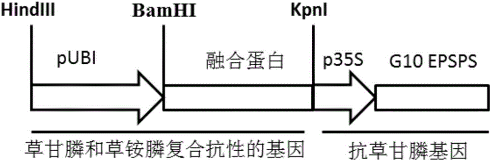 Fusion gene of compound antibody type with glyphosate and glufosinate, encoded protein and application thereof