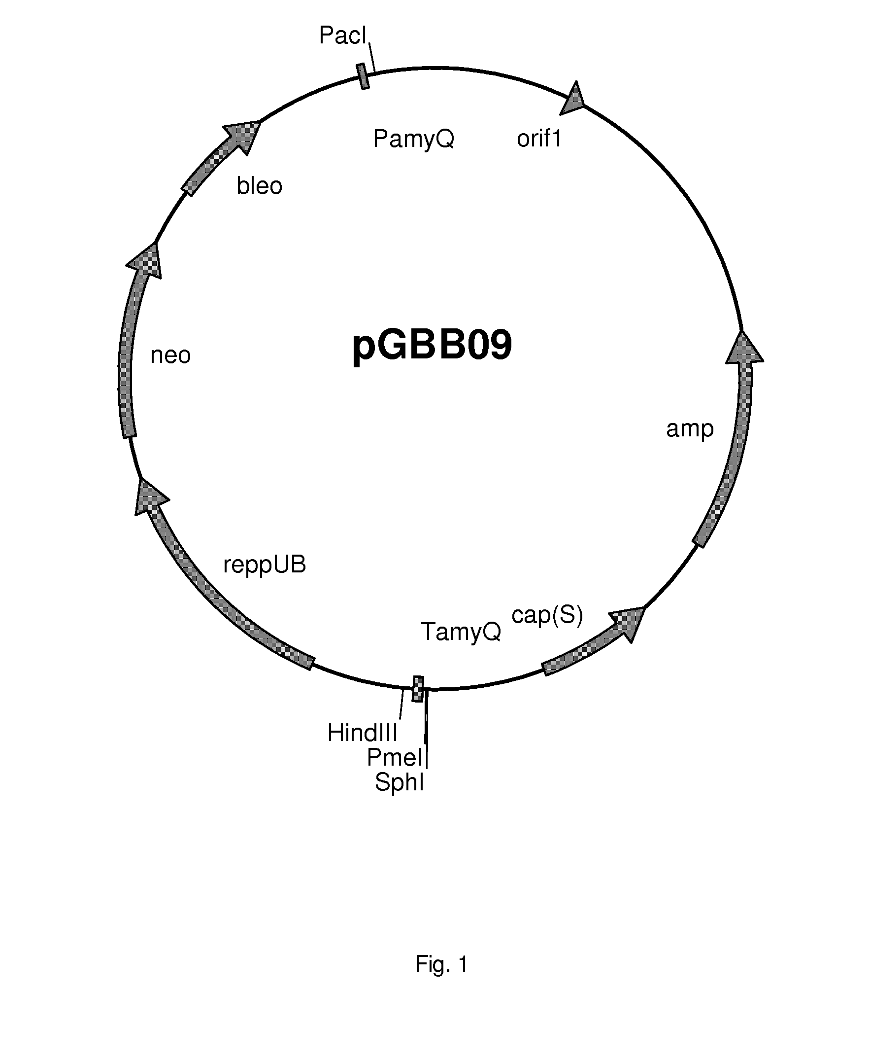 Alpha-amylase