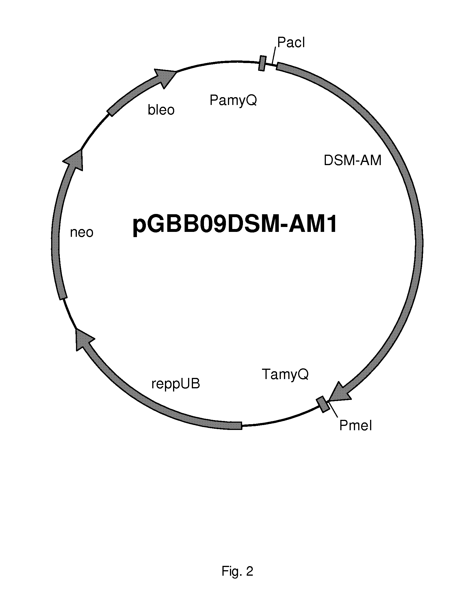 Alpha-amylase