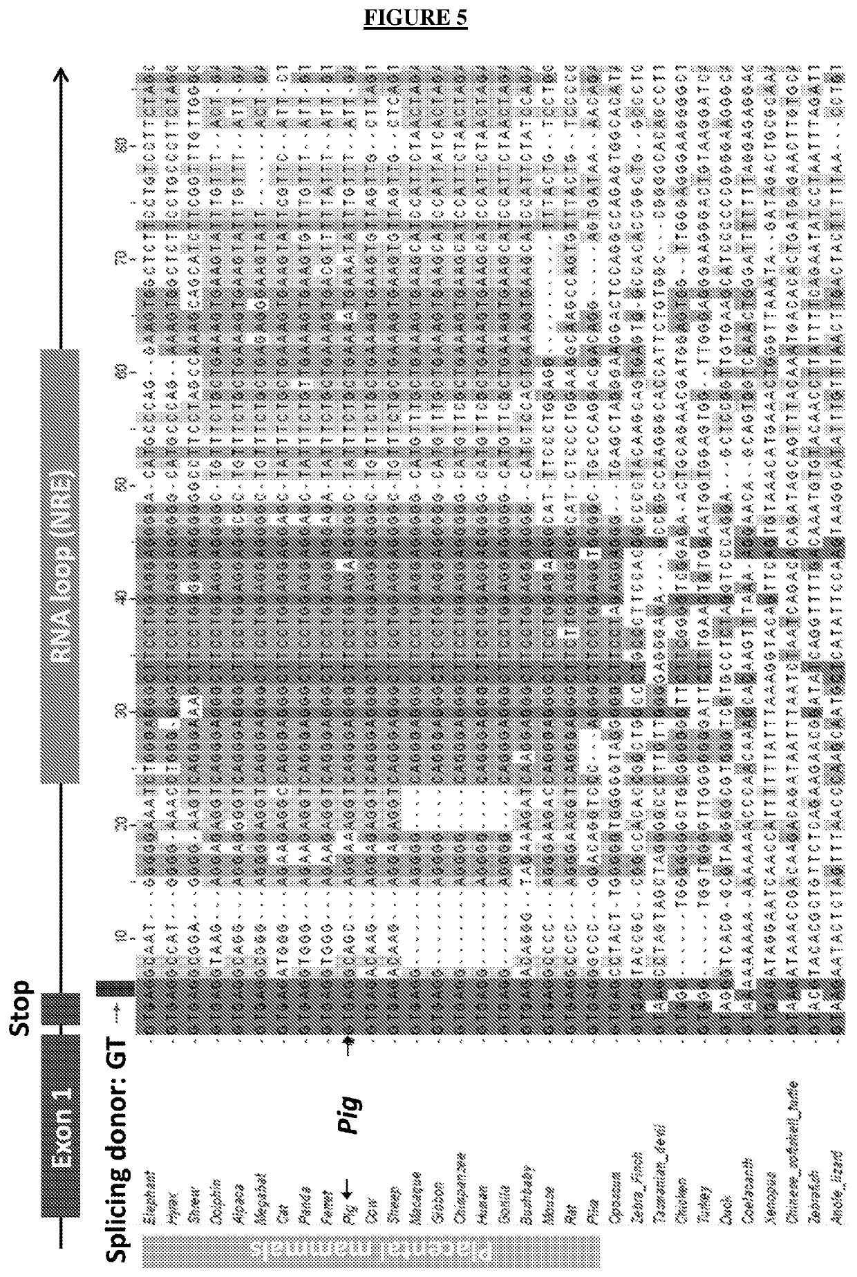 Method for treating retinal degeneration disease by administering nucleolin polynucleotide or polypeptide