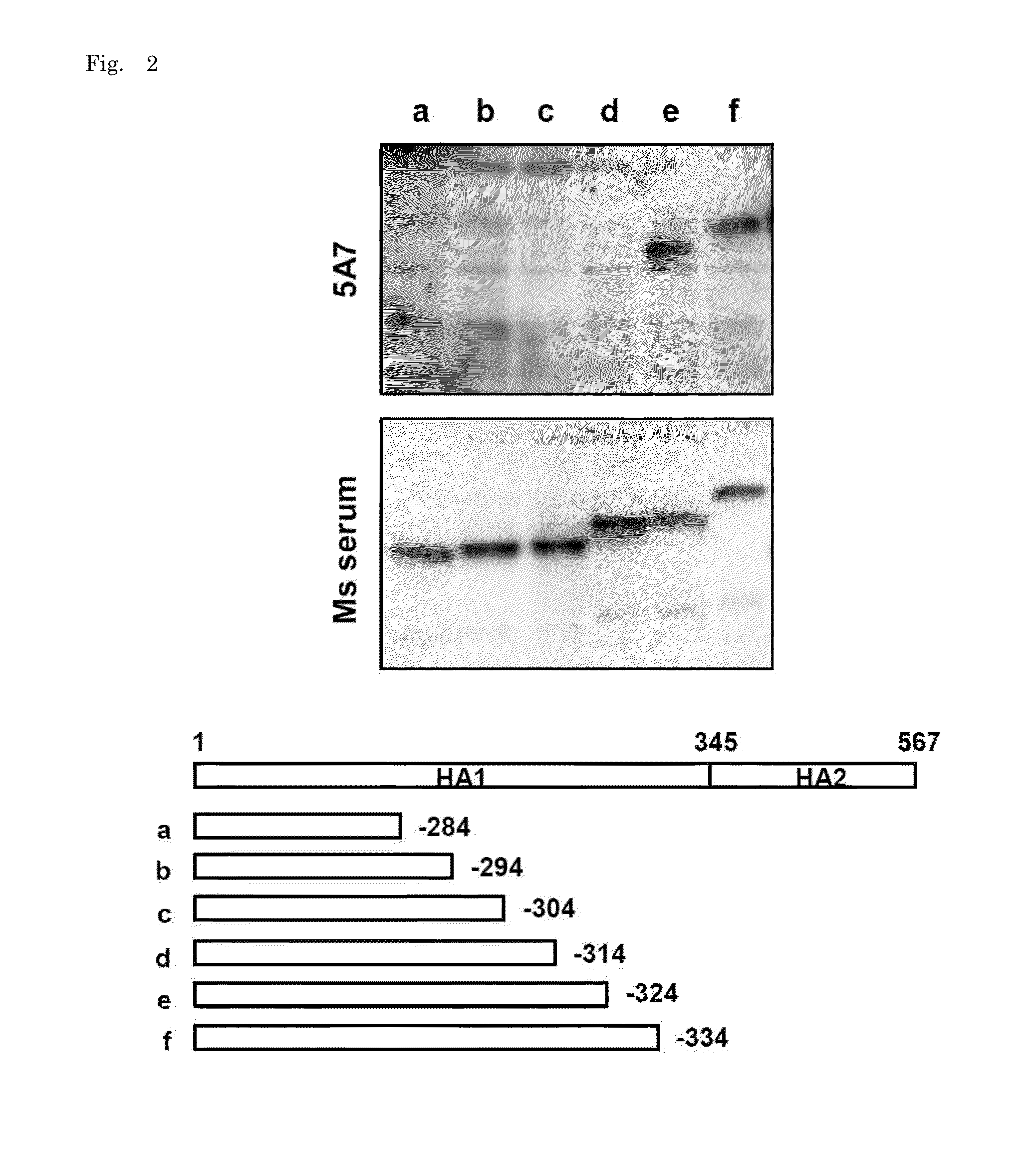 Human monoclonal antibodies broadly protective against influenza B virus and methods of using the same