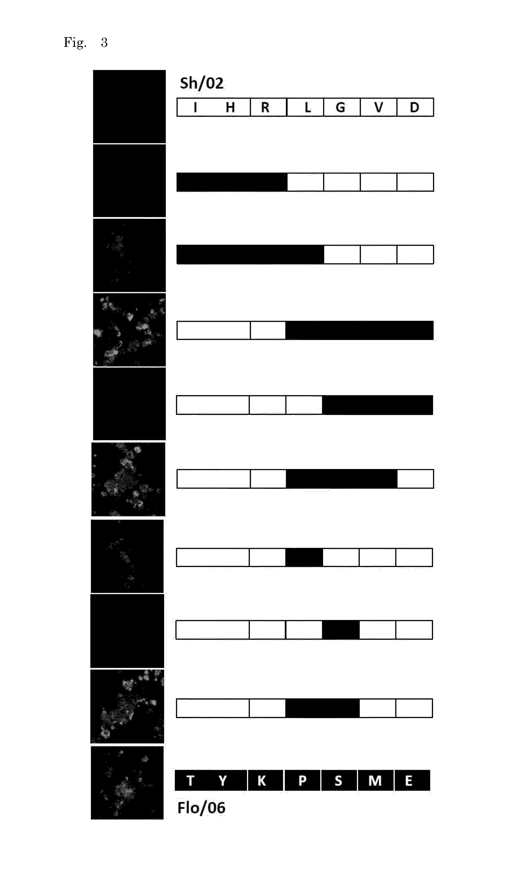 Human monoclonal antibodies broadly protective against influenza B virus and methods of using the same