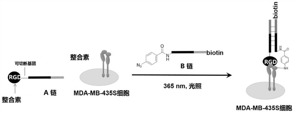 Screening methods and kits for DNA-encoded molecular libraries