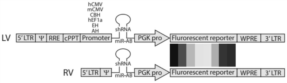 RNA interference virus vector