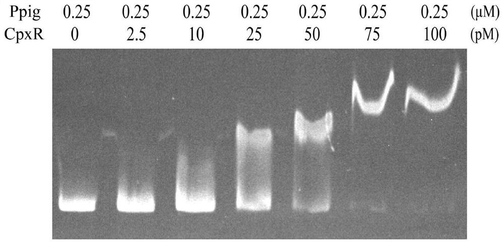 An engineering strain of Serratia marcescens and its application in the production of prodigiosin