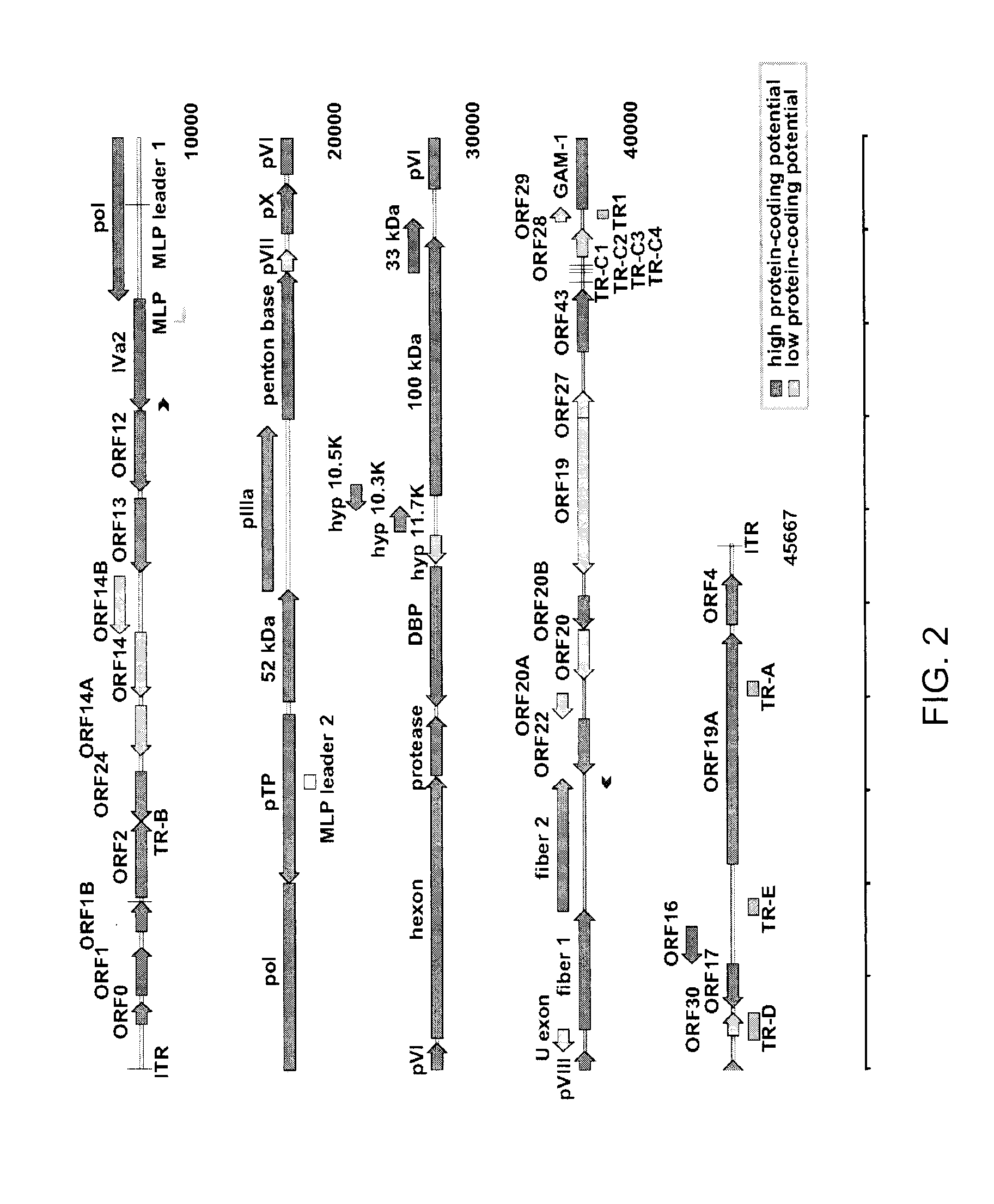 Non-pathogenic serotype 4 fowl adenovirus (fadv-4) and viral vector thereof