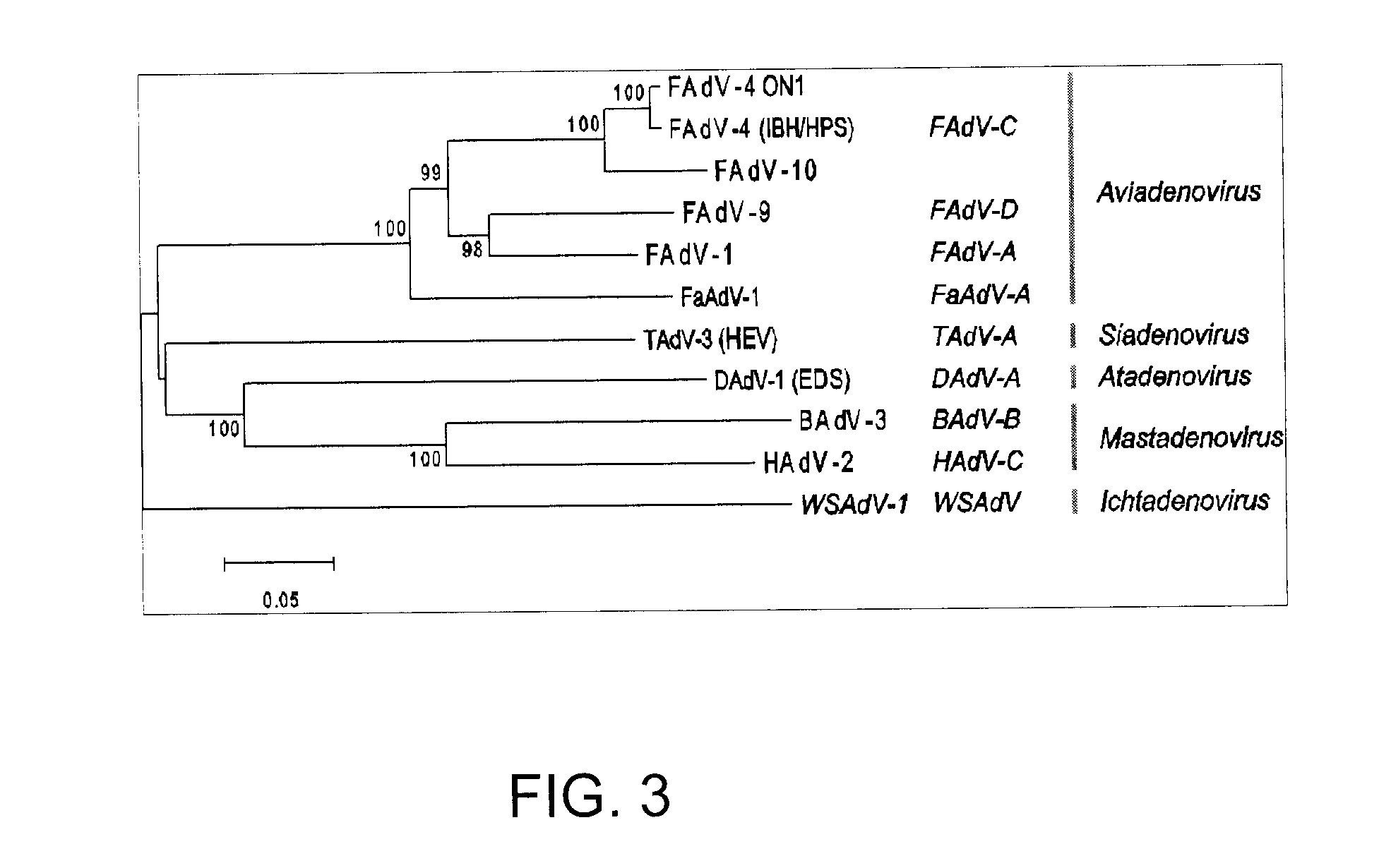 Non-pathogenic serotype 4 fowl adenovirus (fadv-4) and viral vector thereof