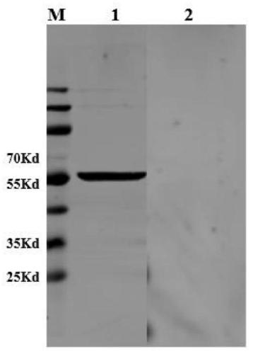 Monoclonal antibody for identifying N6 subtype avian influenza virus neuraminidase protein and application of monoclonal antibody