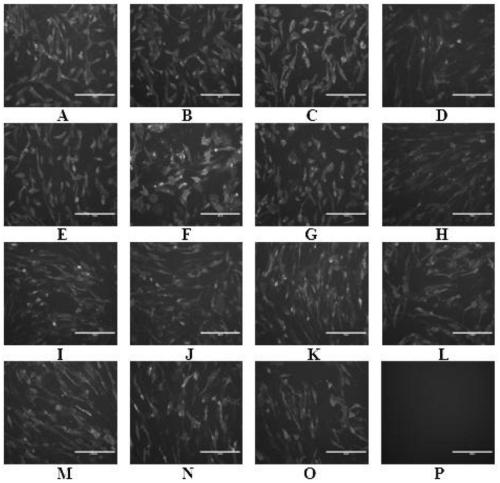 Monoclonal antibody for identifying N6 subtype avian influenza virus neuraminidase protein and application of monoclonal antibody