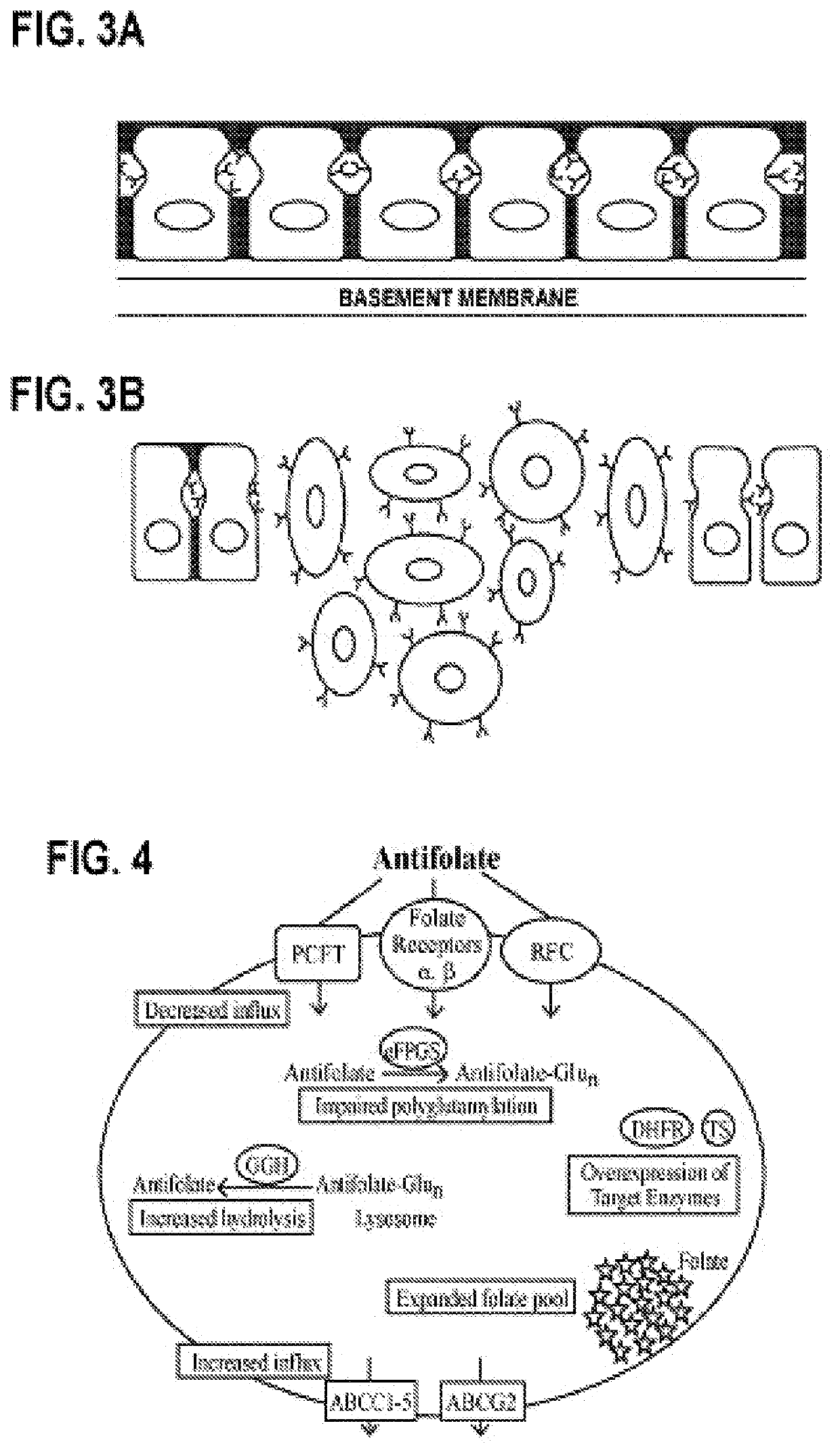 Alpha polyglutamated antifolates and uses thereof