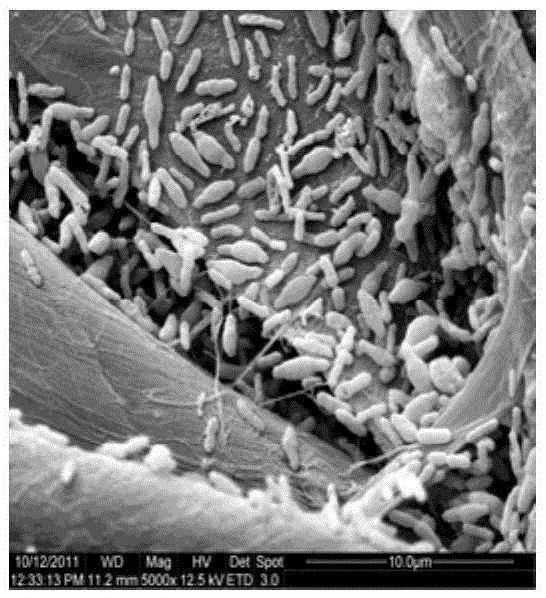 Oligographic bacterium composition and application of oligographic bacterium composition in inhibition on generation of jarosite in biological leaching