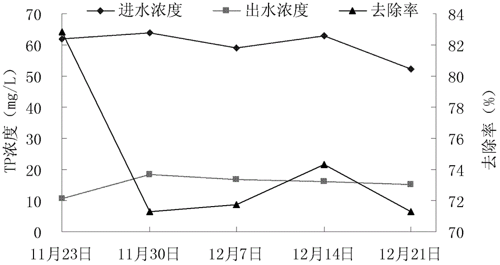 Application of mirabilis jalapa in purifying livestock and poultry culture biogas slurry