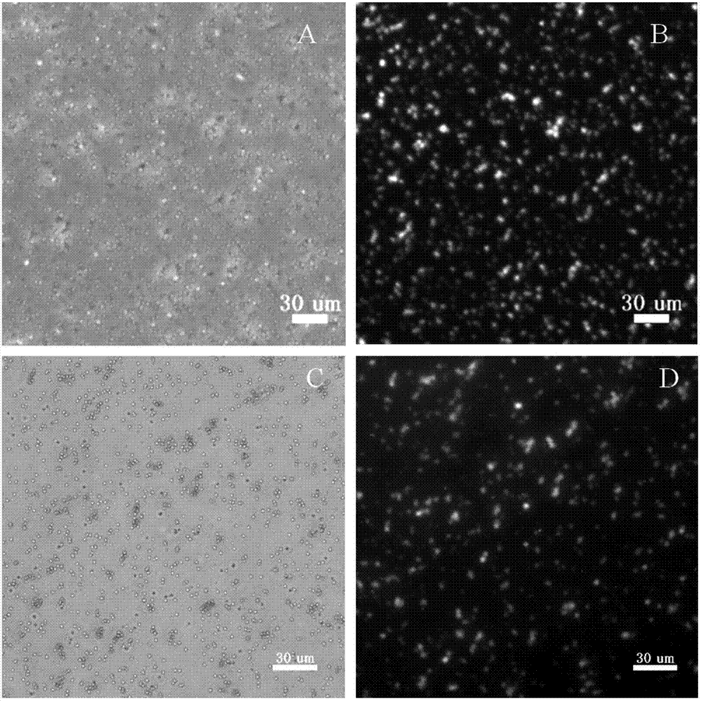 Polypeptide for enrichment, separation and detection of circulating tumor cells and application thereof