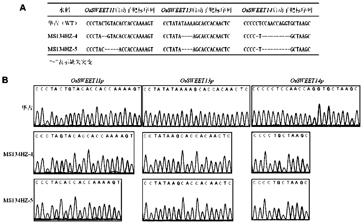 Method for cultivating broad-spectrum anti-bacterial-blight oryza sativa Indica by modifying OsSWEET gene promoters of oryza sativa Indica